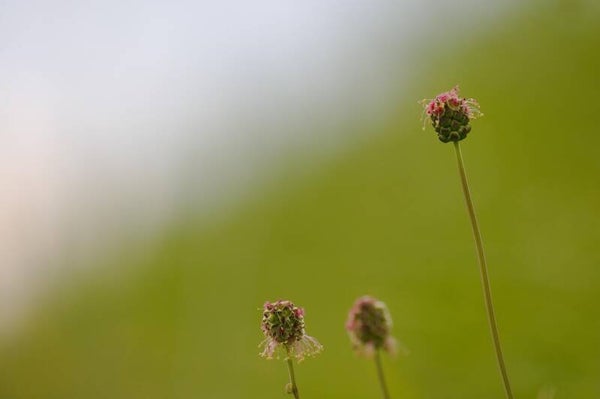 Sanguisorba minor