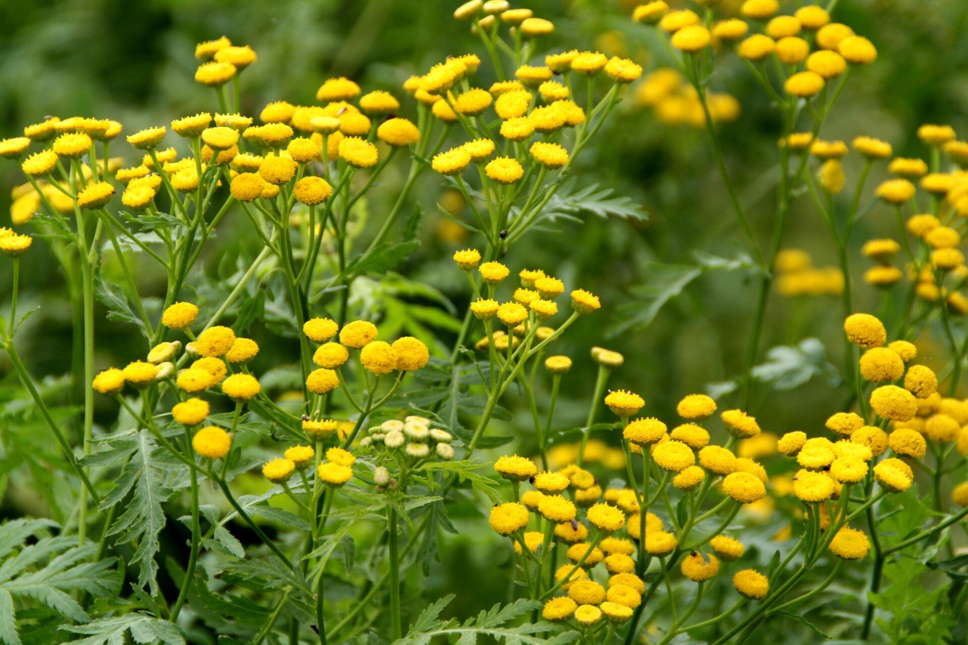 Tanacetum vulgare-Rainfarn