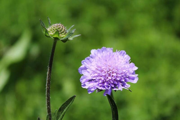 Scabiosa lucida- Glanz-Skabiose