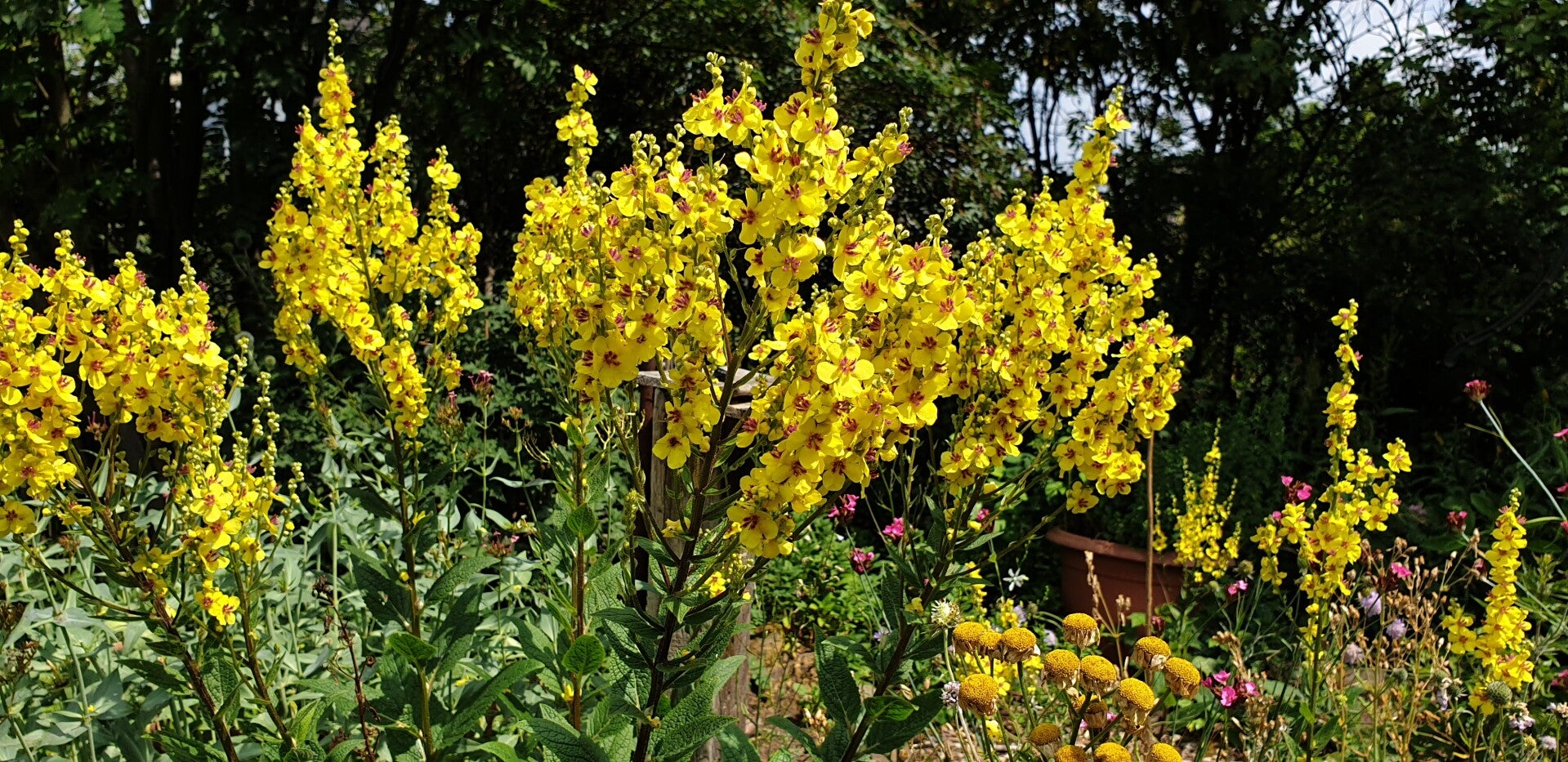 Verbascum nigrum-Schwarze Königskerze