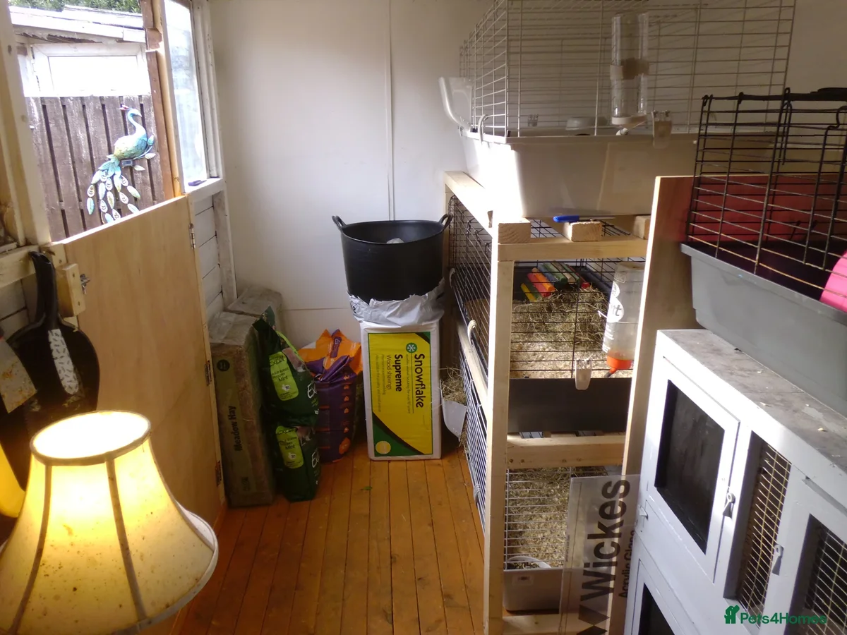 My set up | wild heart sanctuary small pet rescue