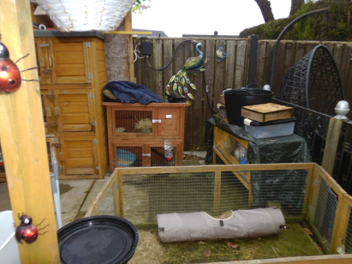 My set up | wild heart sanctuary small pet rescue