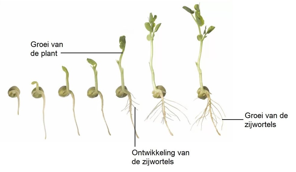 1.8. Voortplanting bij zaadplanten / K12 Generaties / Bovenbouw vmbo