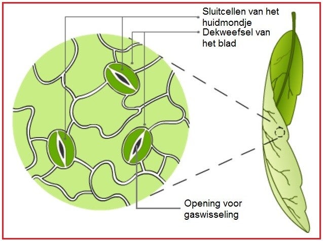 Weefsels / Van groot naar klein / Havo/Vwo 3 | biologie voor het