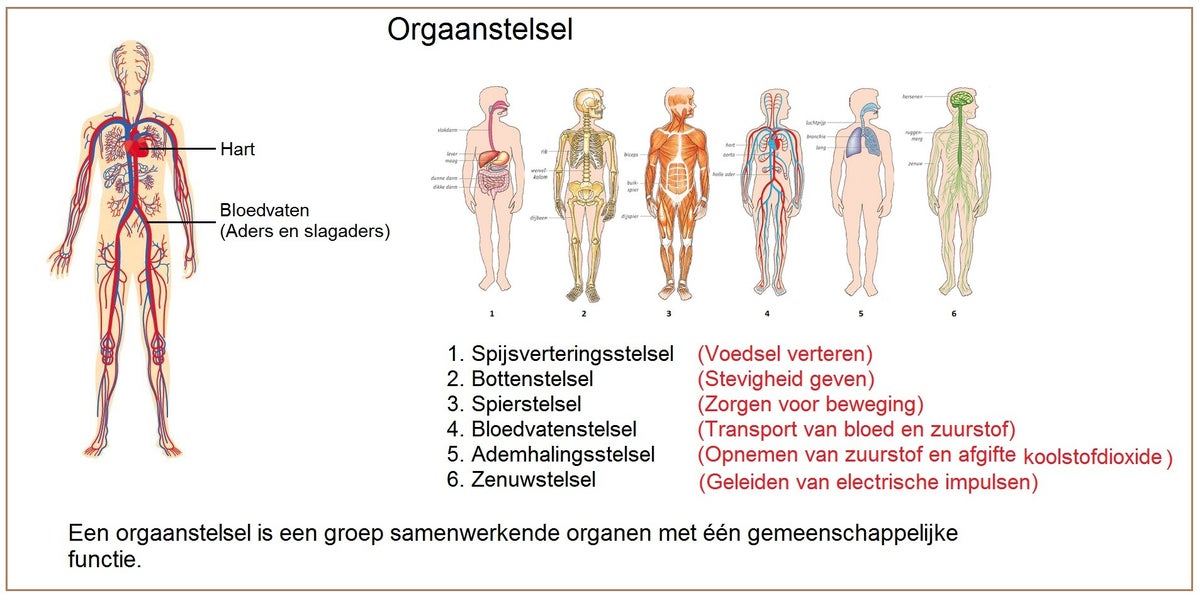 Orgaanstelsel / Organen en cellen / Onderbouw | biologie voor het