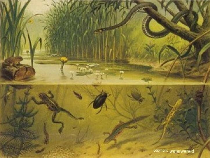 Levend dood levenloos / Wat doe je in de biologie? / Onderbouw