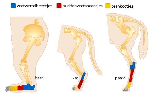 1 2 Skelet En Bewegen K6 Plant En Dier Bovenbouw Vmbo Biologie 1 2 Skelet En Bewegen K6 Plant En Dier Bovenbouw Vmbo Biologie