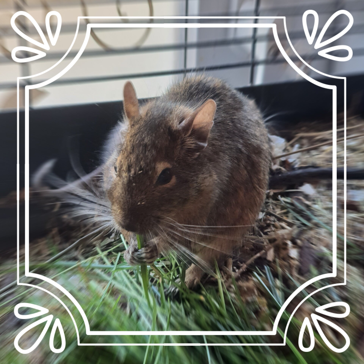 Saar Degus