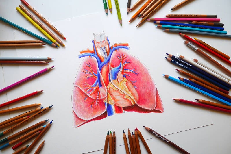 anatomie van hart en longen tekening