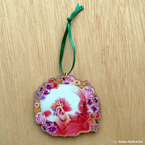 Gelaatsspieren houten anatomie ornament