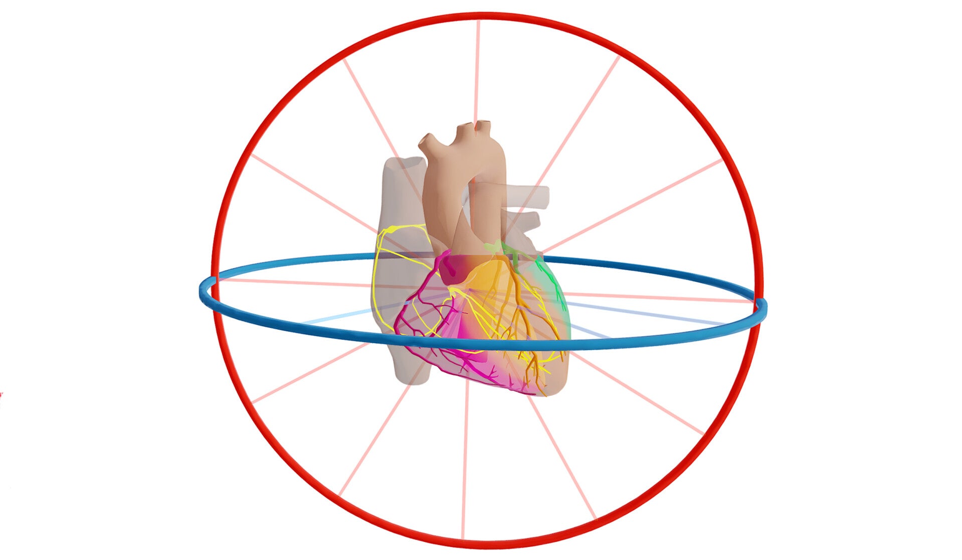 anatomie van het hart: afleidingen en geleiding