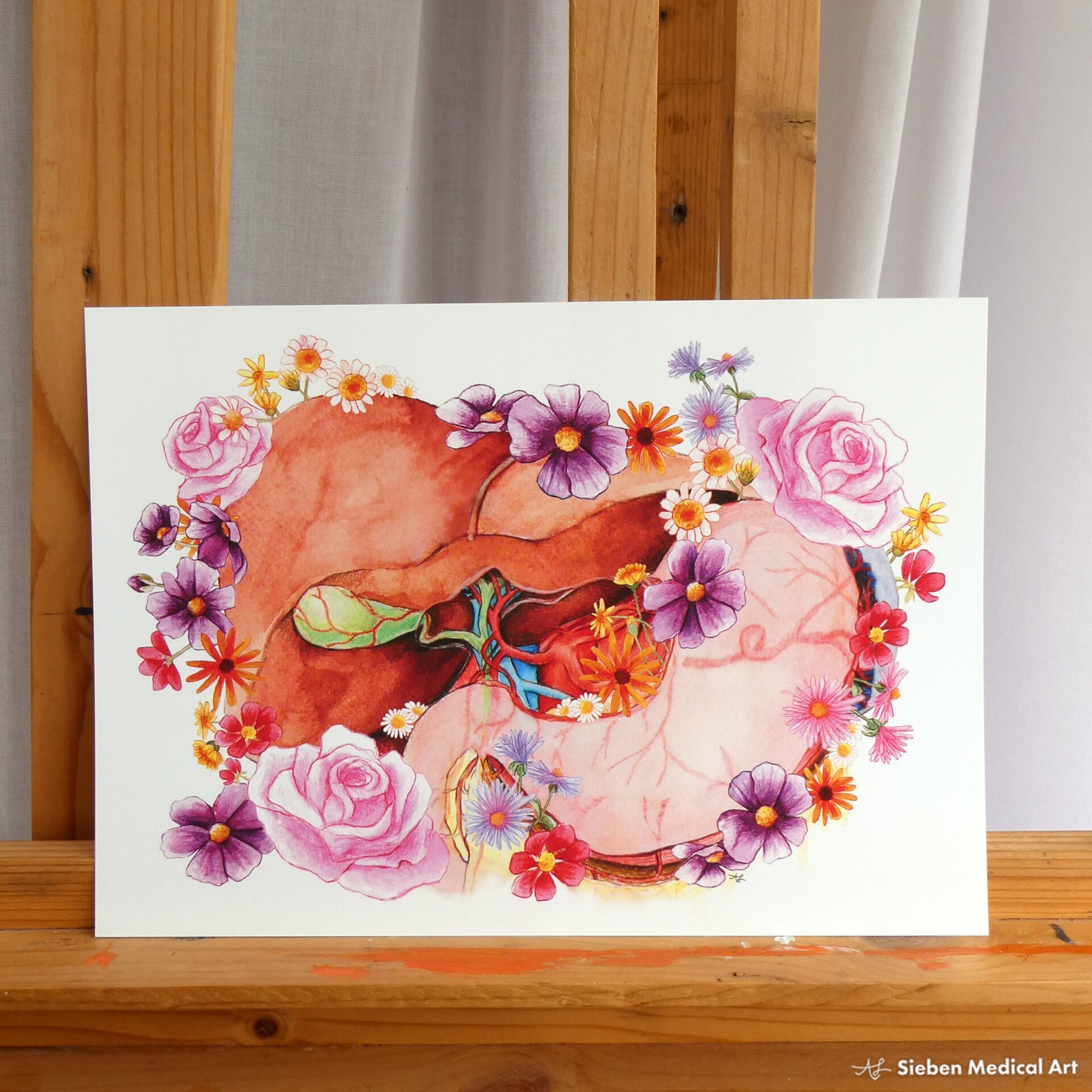 Anatomie van de maag en lever, A4 print