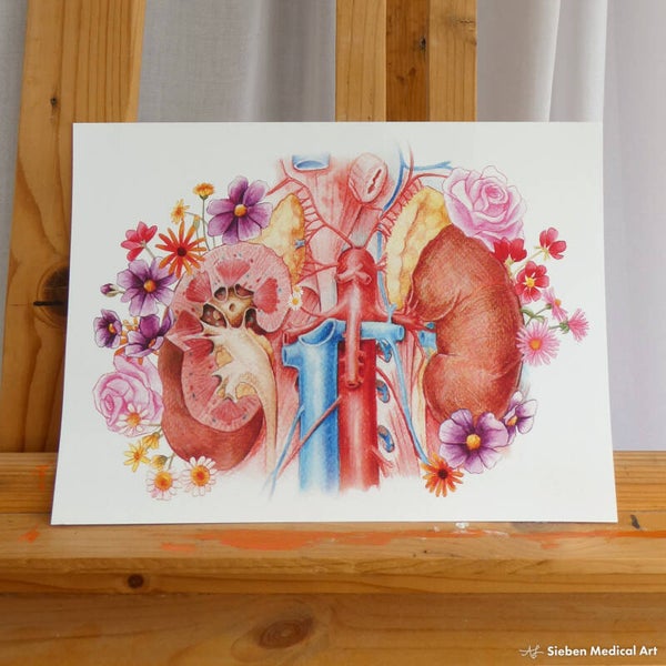 Anatomie van de nieren A4 print