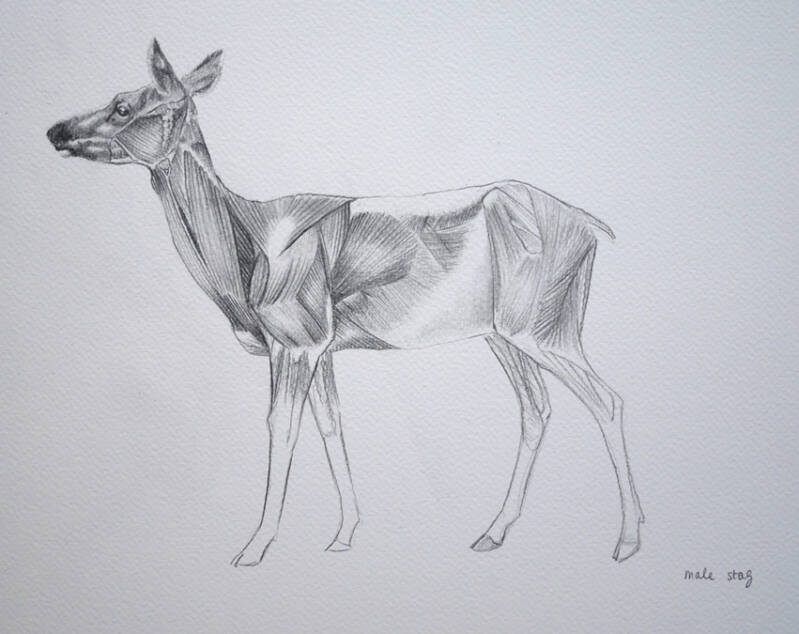 grafiettekening van een mannetjeshert