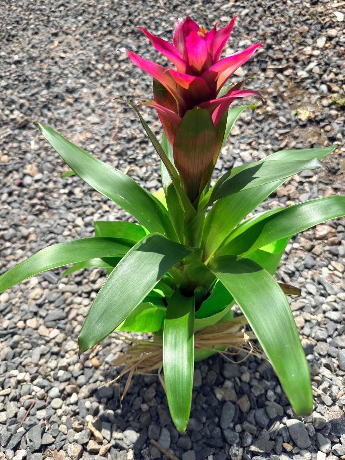BROMELIA