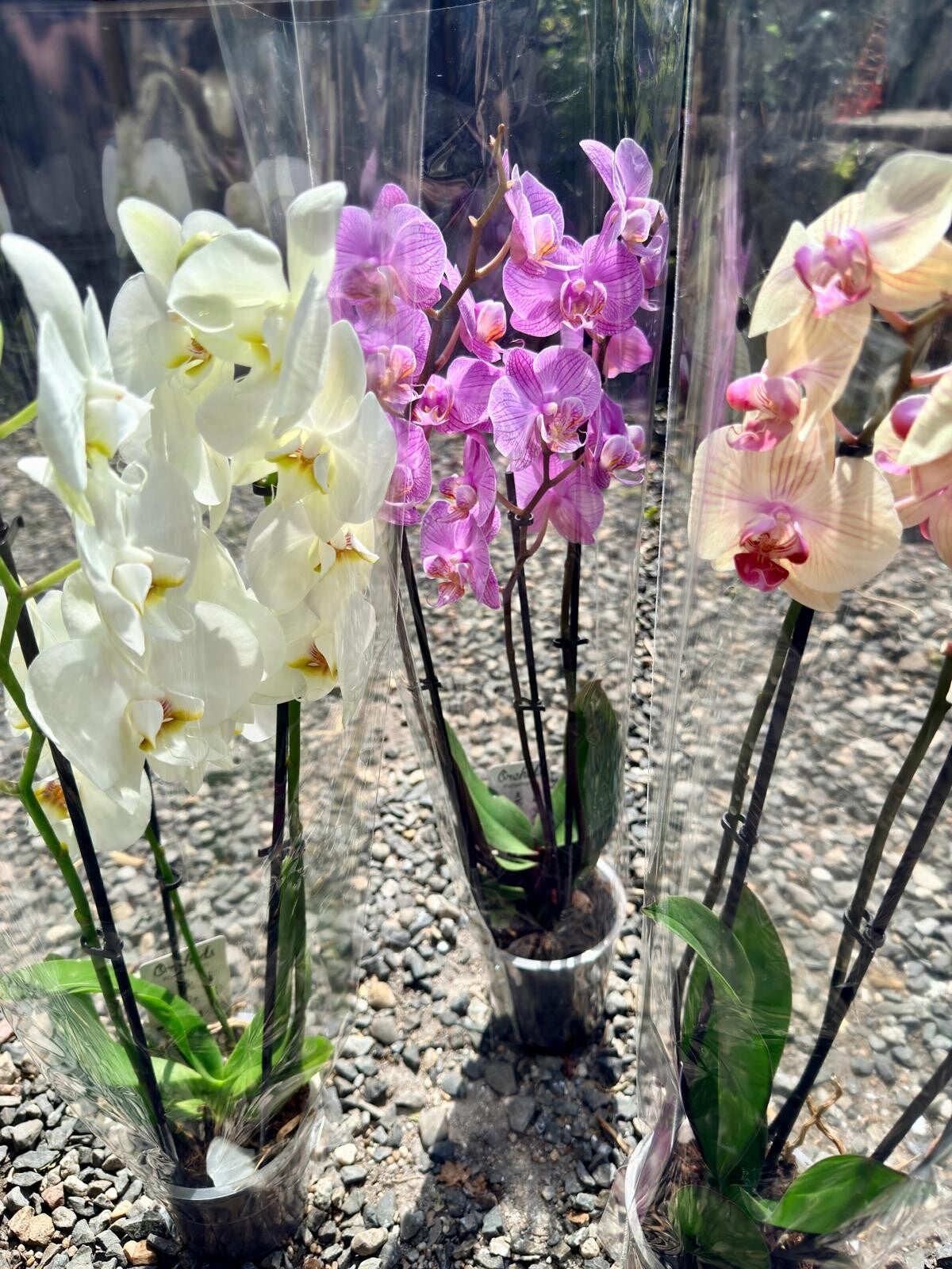 PHALAENOPSIS ORCHID