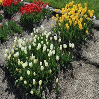 img_6195-1.jpeg