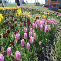 img_6185-1.jpeg