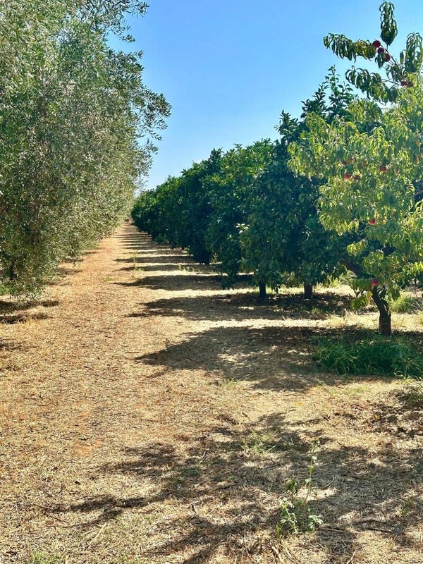 AGRUMETO DI 4,5 ETTARI CON FABBRICATO            C.da Tartaretta - Castellaneta