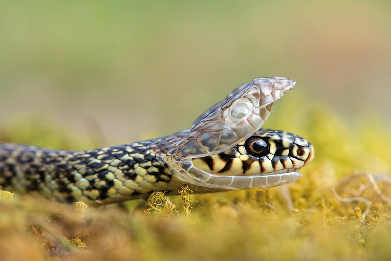 Couleuvre Verte Et Jaune Hierophis Viridiflavus Couleuvre Verte Et Jaune Hierophis Viridiflavus