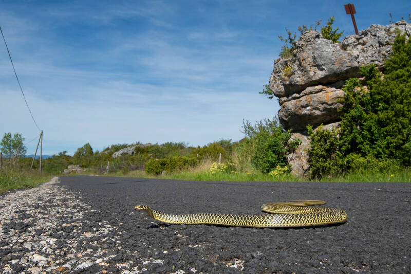 Couleuvre verte et jaune (34)