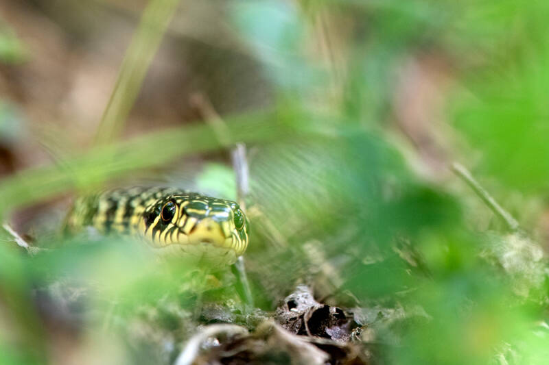 Couleuvre verte et jaune (09)