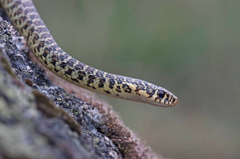 Couleuvre verte et jaune (34)