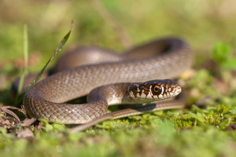 Couleuvre verte et jaune (Sardaigne)