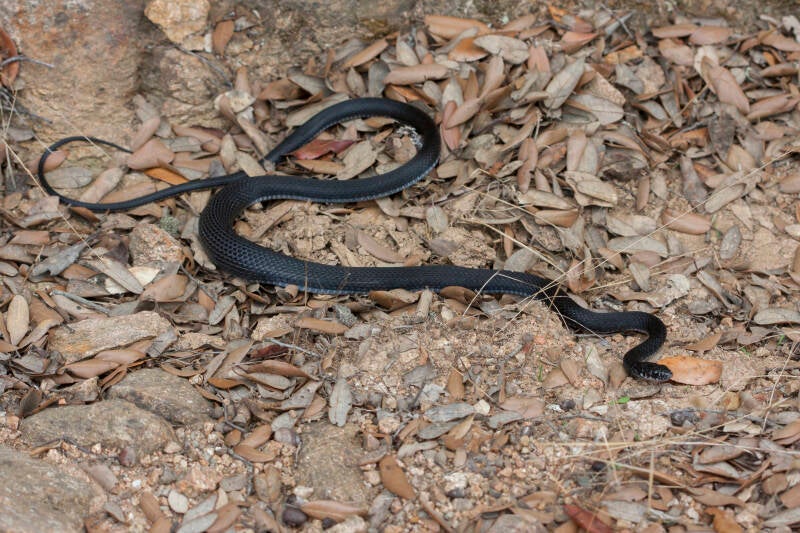 Couleuvre verte et jaune (Sardaigne)