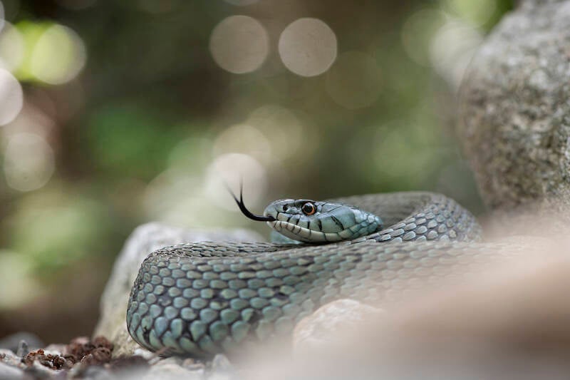 Couleuvre astreptophore (66)