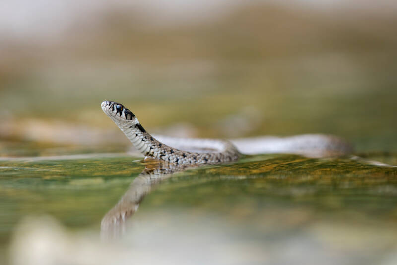 Couleuvre astreptophore juvénile (66)