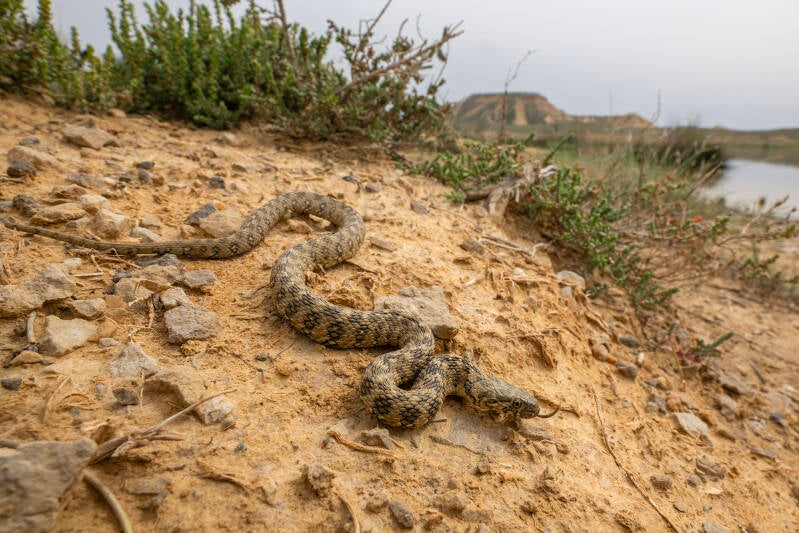 Couleuvre vipérine (Espagne)