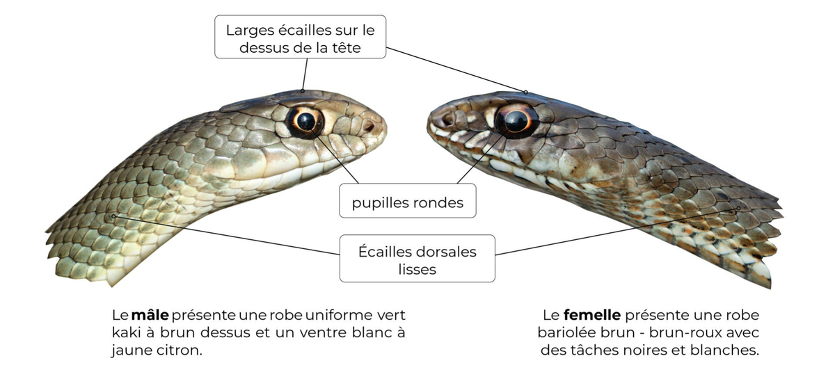 Couleuvre de Montpellier Malpolon monspessulanus — free download