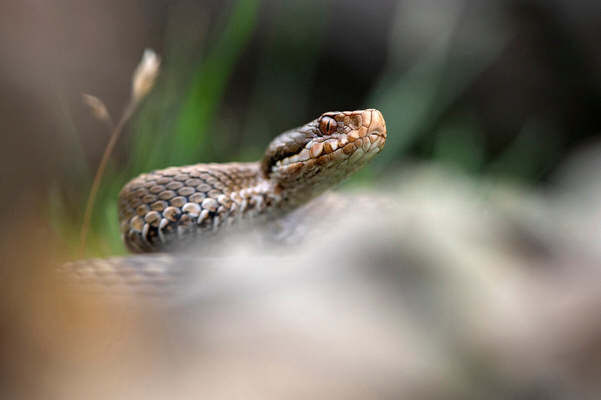 Couleuvres et vipères de France métropolitaine French snakes — free download