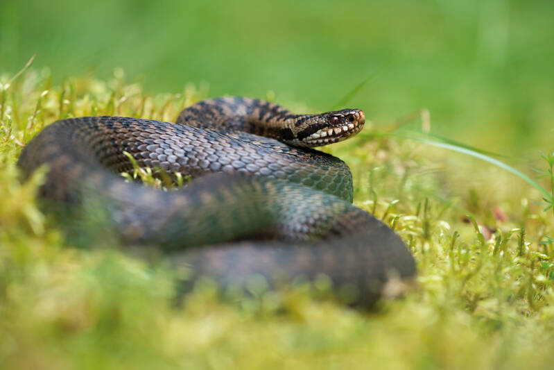 Vipère péliade (15)