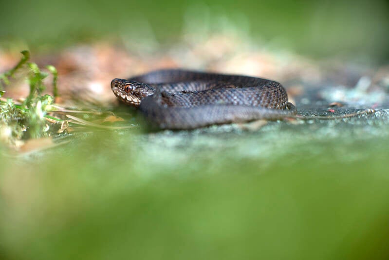 Vipère péliade juvénile (15)