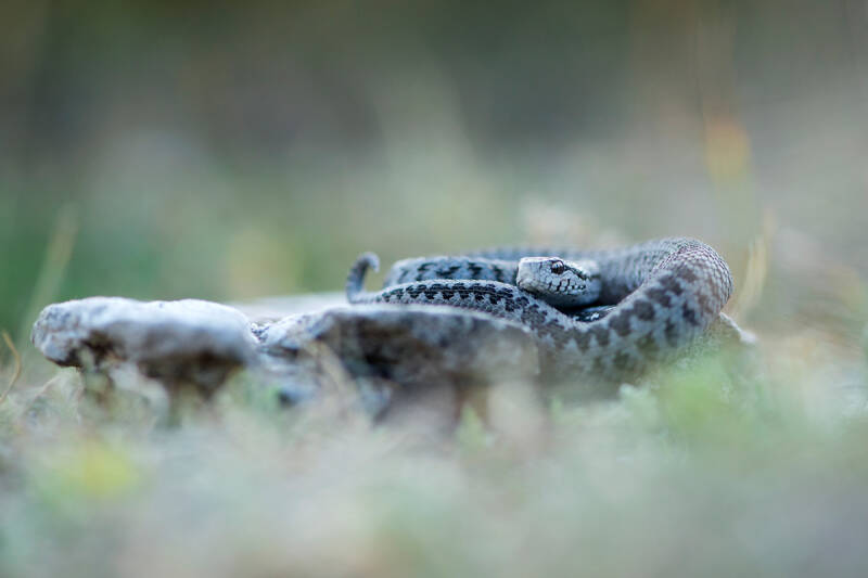 Vipère d'Orsini (05)