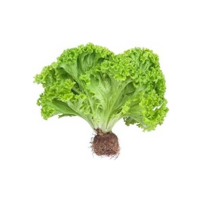 Lechuga
