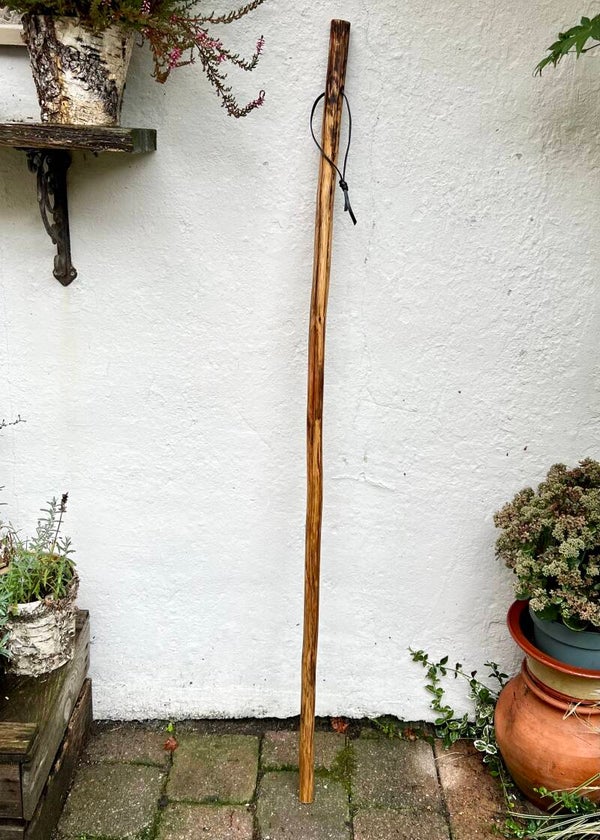 Walking stick met mooie kleur