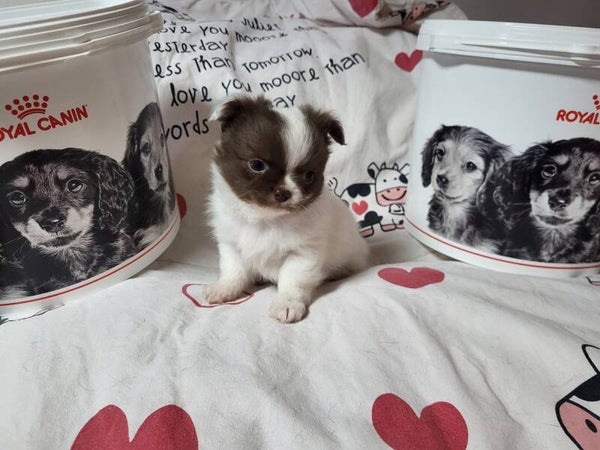 Femmina a pelo lungo