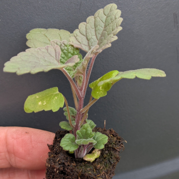 15 X SMALL 1.5cm Catnip Plug Plants (Nepata cataria)