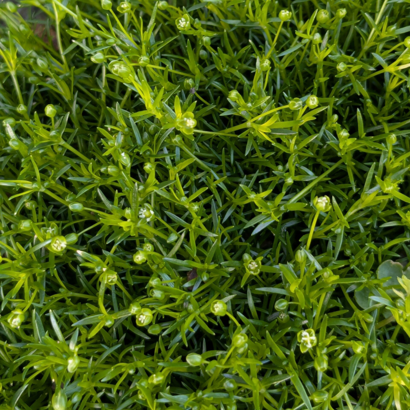 10 x  Irish Moss -3 cm LARGER Plugs -Sagina Subulata - (hawaiensis 'Supreme')