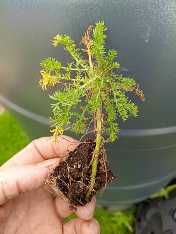 SALE - End of Season - 20 x Bare Root Chamomile Plug Plants - Various Sizes