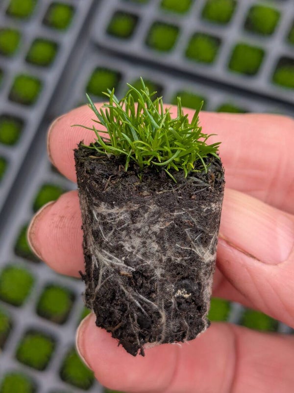 12 - 96 x Irish Moss  Sagina hawaiensis 'Supreme' ( known as Sagina Subulata)