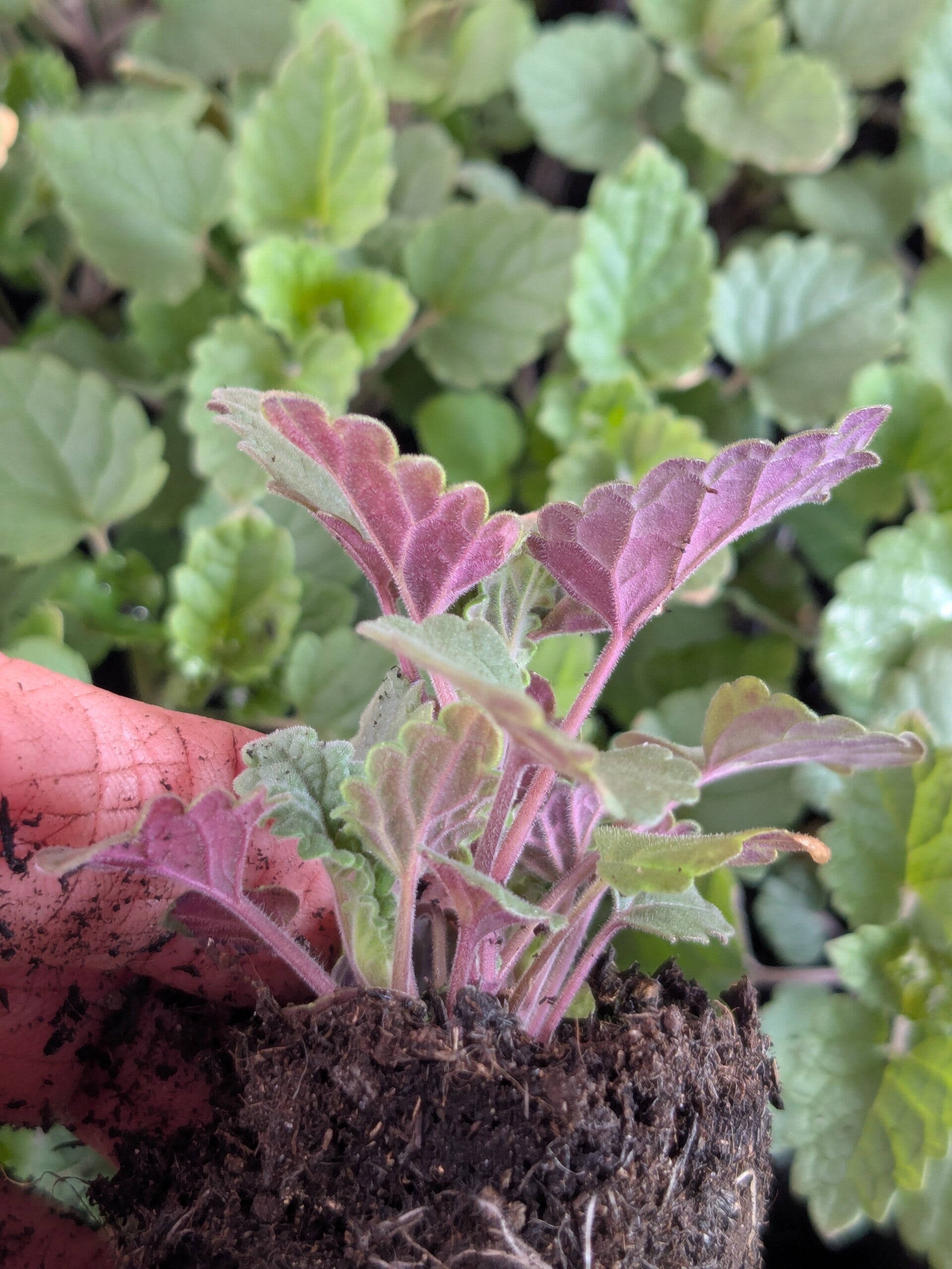 12 X LARGER 2.5 cm Catnip Plug Plants (Nepata cataria)