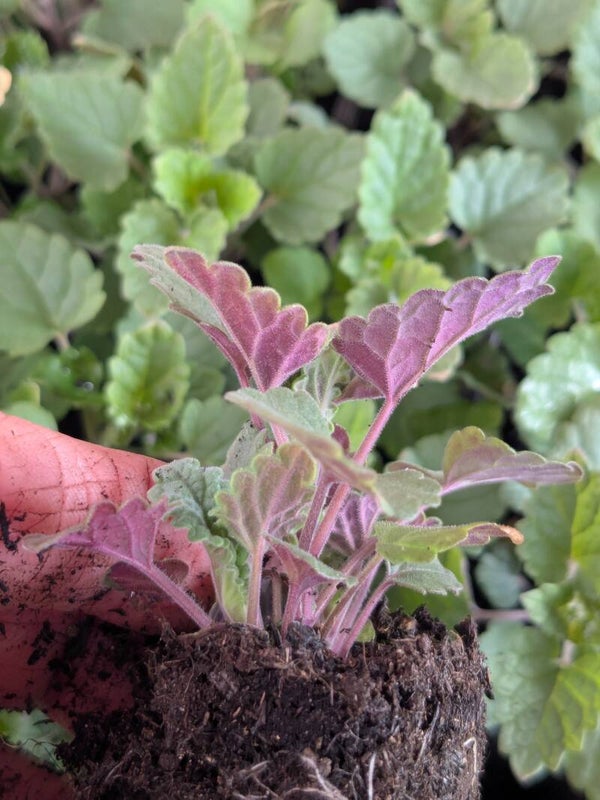 12 X LARGER 2.5 cm Catnip Plug Plants (Nepata cataria)