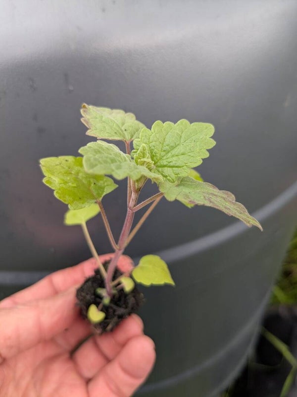 SALE - 16 X SMALL 1.5cm Catnip Plug Plants (Nepata cataria)