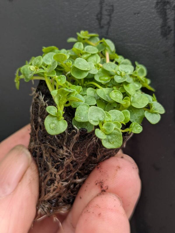 15 x Small Corsican mint PLUG PLANTS Mentha requienii