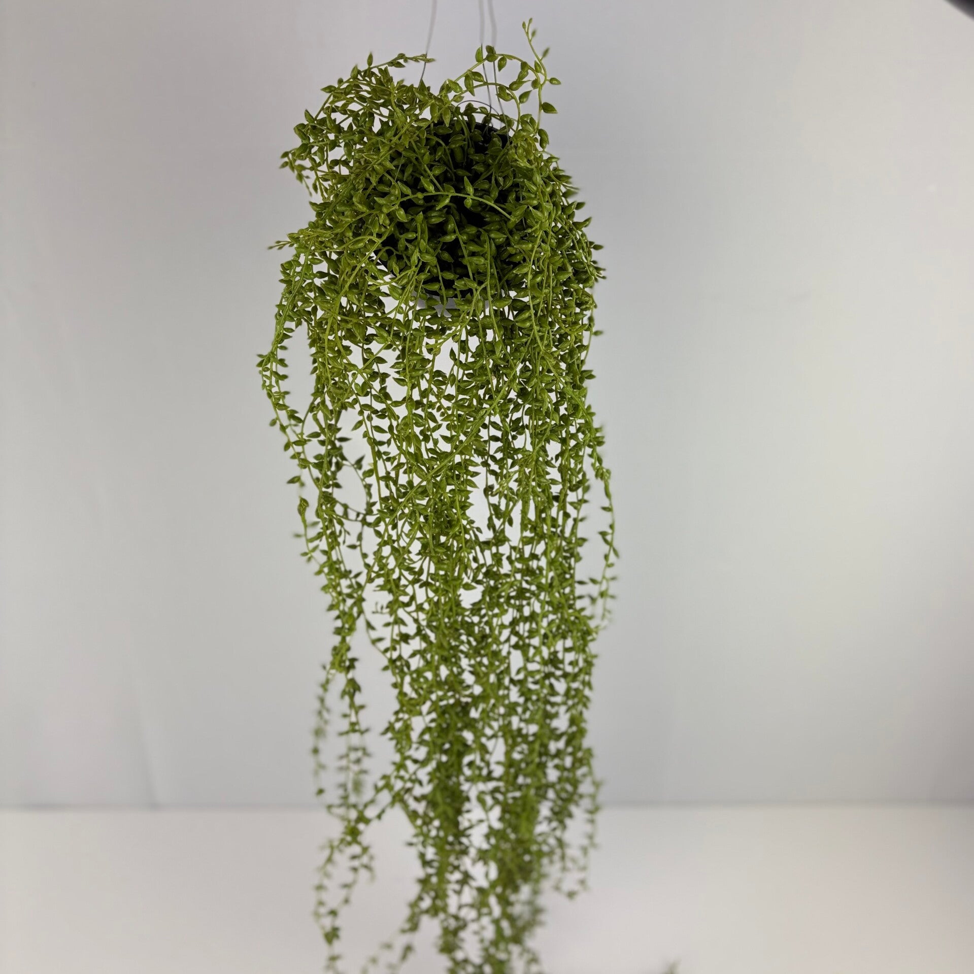 Hangplant