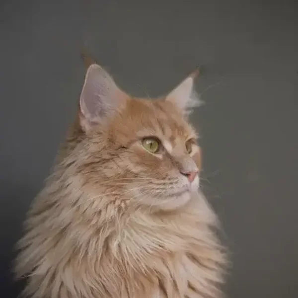 Communication animale complète